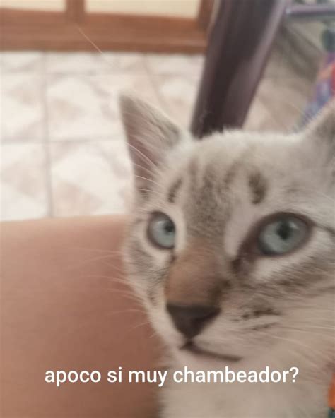 apoco si muy chambeador??