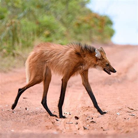 a small animal walking across a dirt road