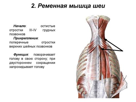 Мышцы спины. Поверхностные мышцы спины. Глубокие мышцы спины ...