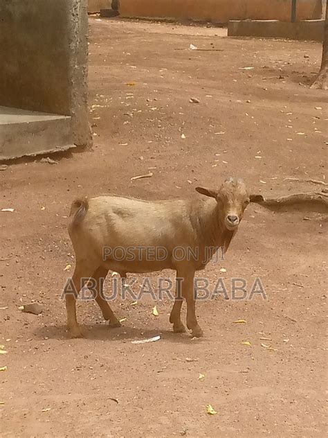 We Sell All Kinds of Animals for Affordable Price in Saboba - Other