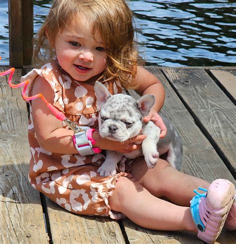Pug Puppies For Sale In Washington