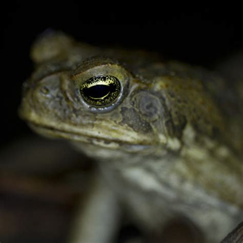 stream cane toad bufo marinus  nature sounds listen