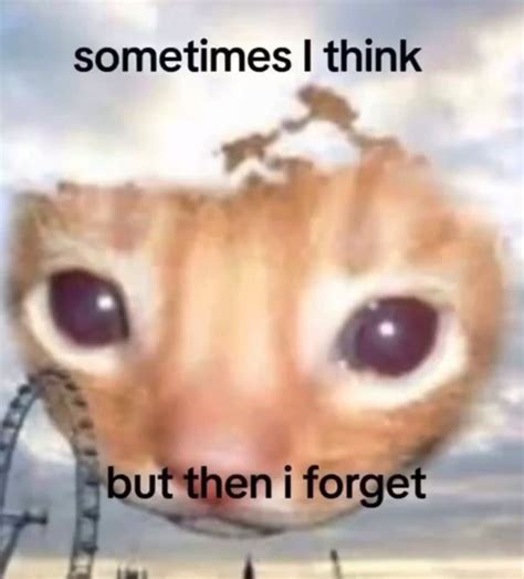 Best 12 23 Funny Fluffy Feline Midweek Memes to Get You Through the