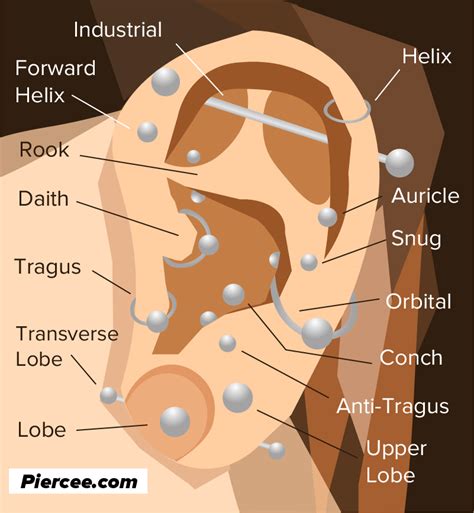 Ear Piercing Chart: 17 Types Explained (Pain Level, Price, Photo)
