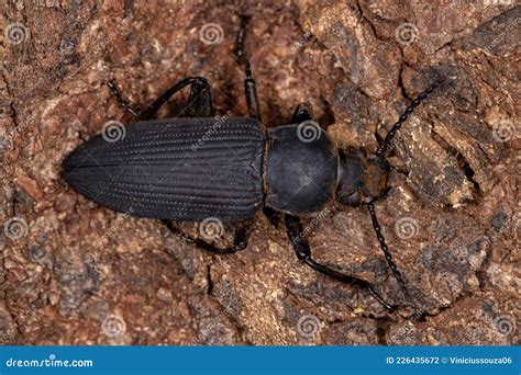 adult darkling beetle stock photo image  macrozophobas