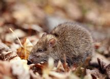 7 Tips from Rat & Mice Exterminator in Ontario for your Home