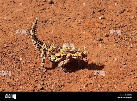 Thorny dragon hi-res stock photography and images - Alamy