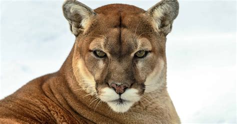 Cougar Wallpapers HD - PixelsTalk