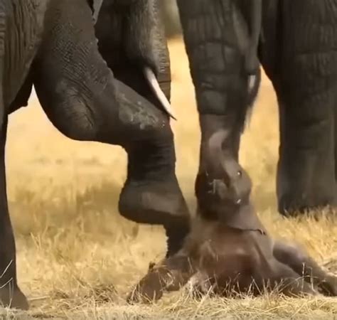 how long does an elephant take to give birth