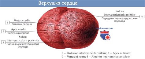 Анатомия: Сердце. Строение сердца
