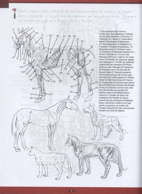 Desenhos & Arts: Tutorial de como desenhar Animais