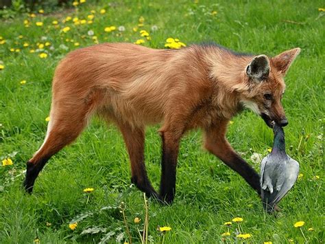 Maned wolf, Distributed maned wolf, and food maned wolf part 2 ...