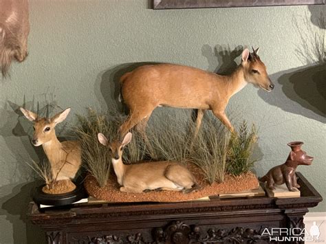 duiker full mount taxidermy africahuntingcom
