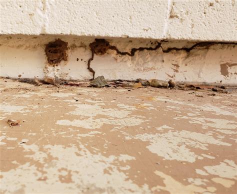 Found at a customer's house. Subterranean termites, and mud daubers