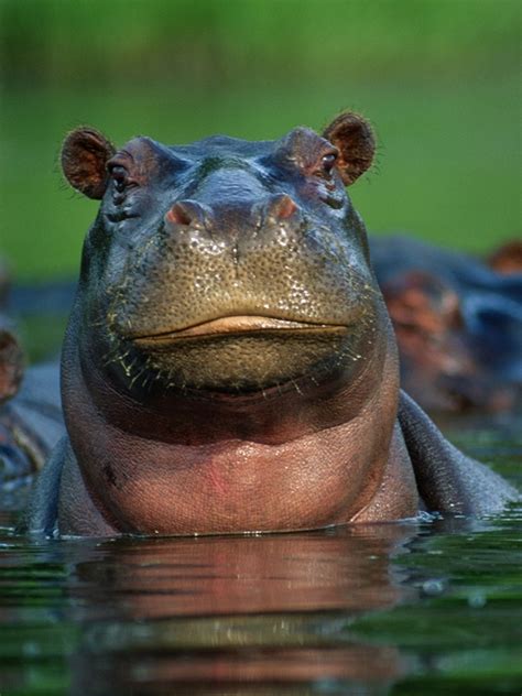 hippopotamus habitat