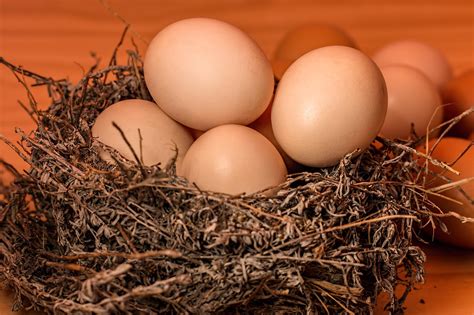 Más de 40 000 imágenes gratis de Gallinas Con Huevos y Huevos - Pixabay
