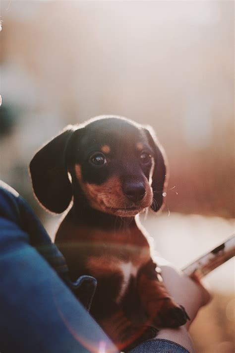 DARE Dachshund Rescue | DARE to Rescue