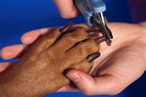 how much dog nail to clip
