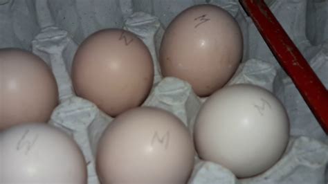 СУПЕР НЕСУШКИ🐤🐦🐣ЭТО Загорские лососевые и Мини мясные. - YouTube