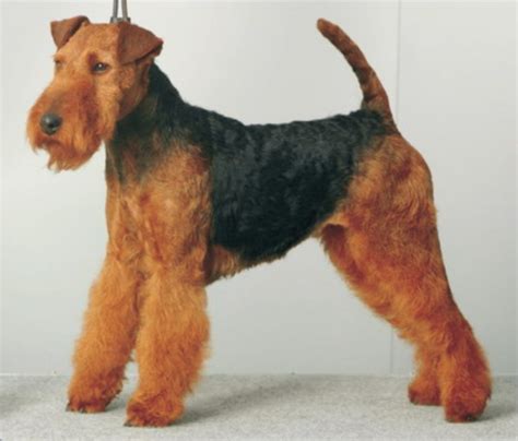 Welsh Terrier-Puppies and Dogs for Sale – Jelena Dogshows