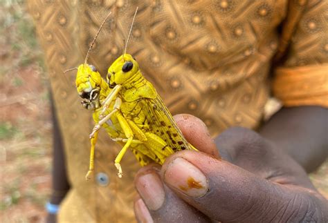 locust swarm video