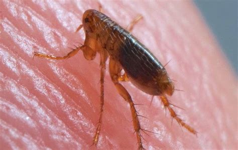 Blog - Fleas