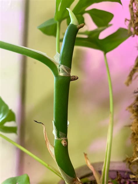 House Plant Cuttings With Roots Pothos Cuttings: Rooting Process