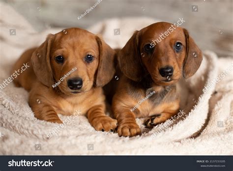 Cute Dachshund Puppy