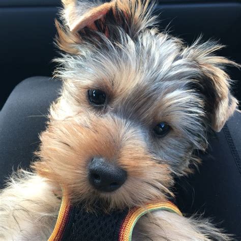 Pin on My fur baby