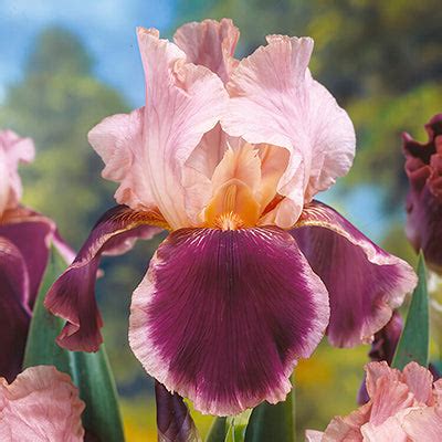 Bearded Iris | DutchGrown™