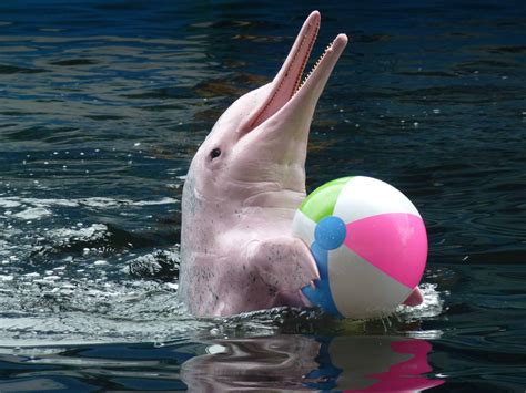 Дельфинарий Dolphin World в Паттайе (Таиланд)