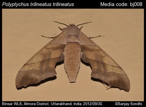 Sphingidae | Moths