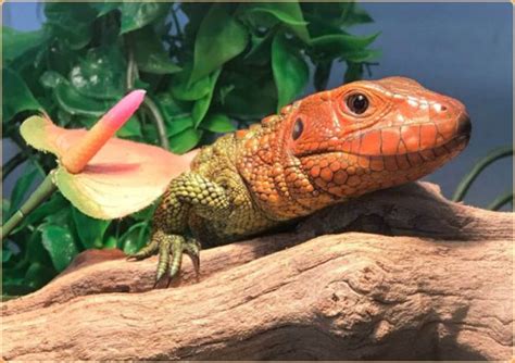 caiman lizard facts pictures habitat information animals adda