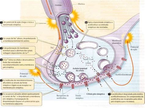 Sinapse Quimica E Eletrica