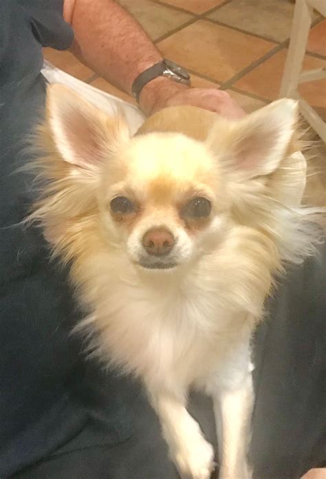 Best Dog Companion For Chihuahua at Eileen Perry blog