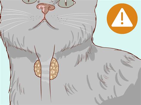 What Causes Swollen Lips And Dry Mouth In Cats - Infoupdate.org