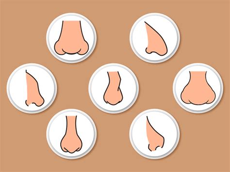 Tipos De Formas De Nariz