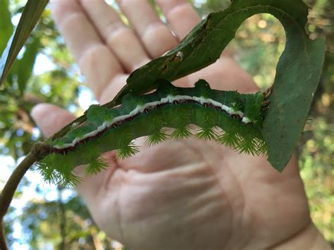 Caterpillars with Spines – Beware! | Our Mississippi Home