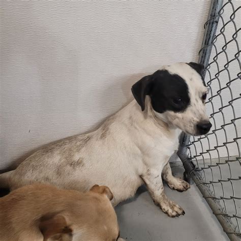 People For... - People For Pets - Twin Falls Animal Shelter