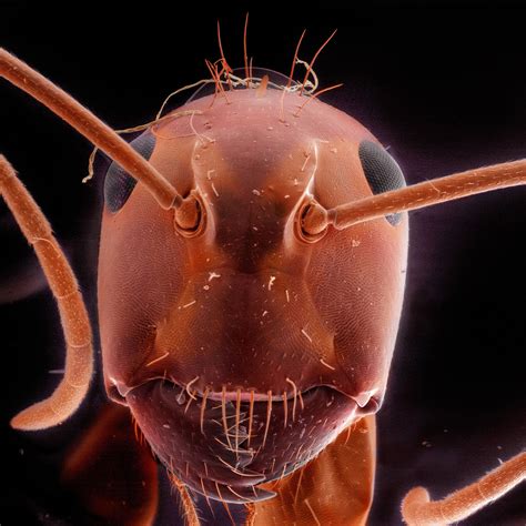 lightning bug  microscope  ida whitford blog