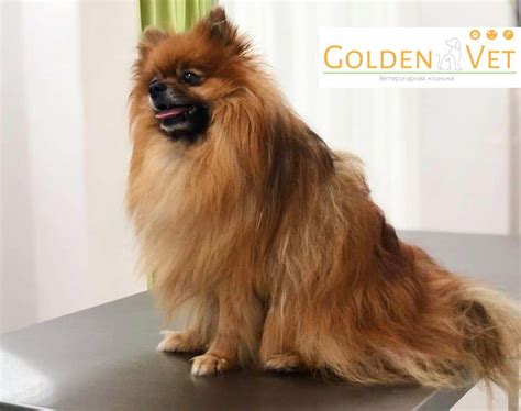 Ветеринарная клиника GoldenVet Воронеж 2024 | ВКонтакте