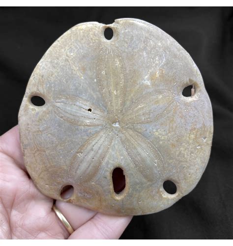 Fossils For Sale | Fossils-UK.com | Miocene Fossil Sand-Dollar Sea