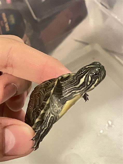 Can anyone help identify what kind of turtle this is? I’m getting the