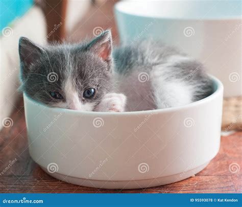 pets peeking  edge stock   royalty  stock