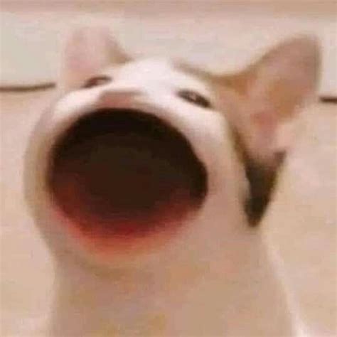 Adorable Popcat: A Cute and Playful PFP
