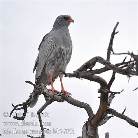 Melierax canorus Pale Chanting-Goshawk Bleeksingvalk Jestřáb ...