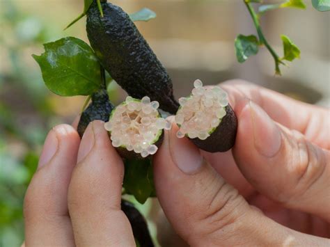 What Is An Australian Finger Lime – Learn About Australian Finger Lime ...