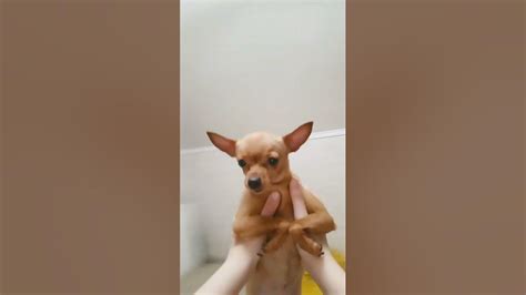 Собакаа) - YouTube