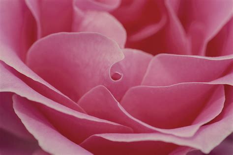 images gratuites fleur la photographie petale floral fete amour