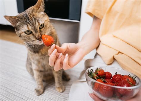 can cats eat strawberries 9